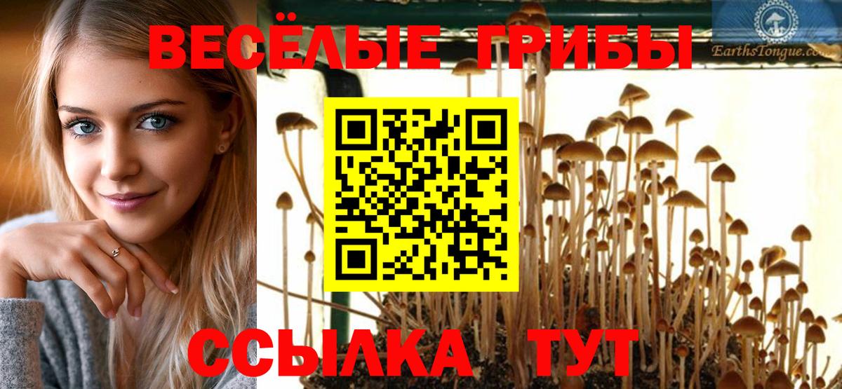 Псилоцибиновые грибы Psilocybe Чистополь